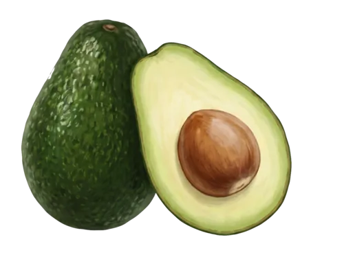 Avocado Oil