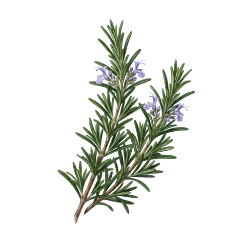 Rosemary